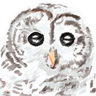 Max's Owl Logo